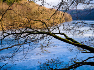 Europe, Germany, Hesse, Vöhl, Kellerwald-Edersee National Park, winter atmosphere, hazelnut tree on the banks of the Wooghölle Europe, Germany, Hesse, Vöhl, Kellerwald-Edersee National Park, winter atmosphere, hazelnut tree on the banks of the Wooghölle